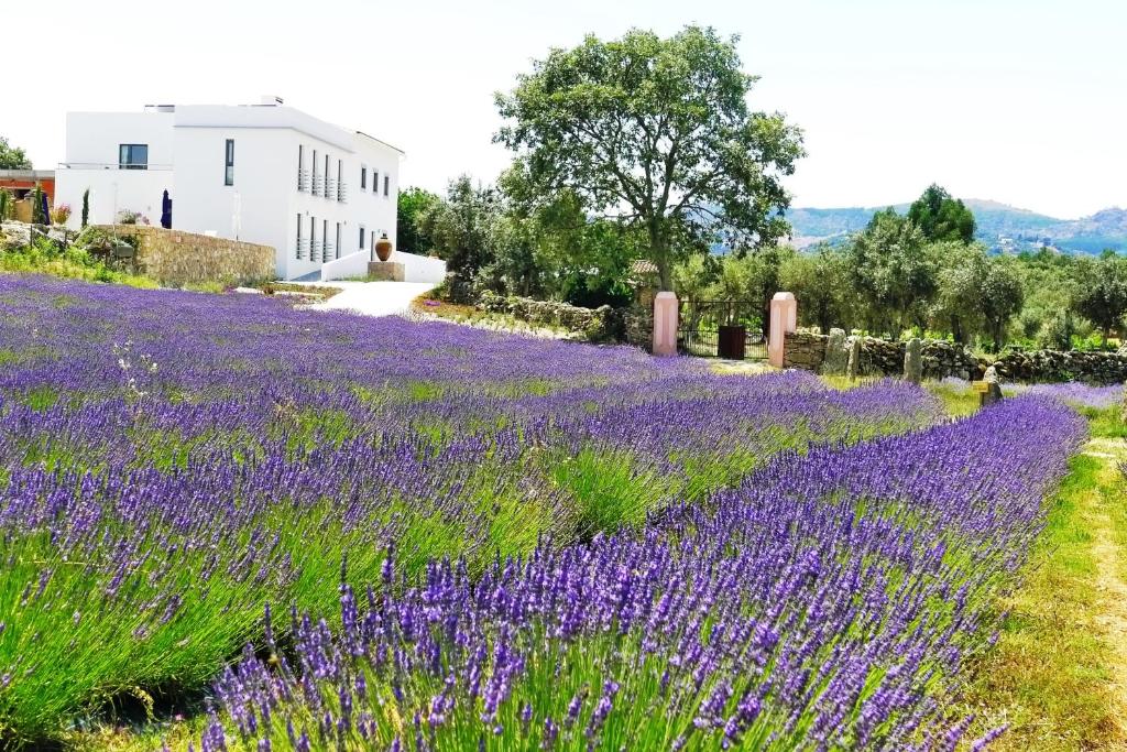 Séjour à la ferme Quinta das Lavandas Sitio de Vale Dornas 7320-423 Castelo de Vide