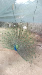 Quinta Do Vaqueirinho - Agro-Turismo