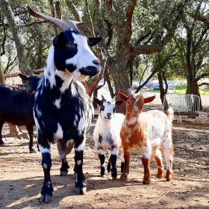 Séjour à la ferme Quinta Pedagógica da Samoqueirinha - Duna Parque Group Samoqueirinha 7630-000 Vila Nova de Milfontes Alentejo