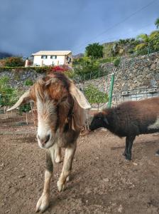 Séjour à la ferme Quinta Terezinha Sitio da Corujeira, Tabua 9350-406 Ribeira Brava Madère