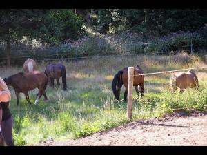 Séjour à la ferme Reiterhof Finkenmühle Fewo Balou Finkenmühle 10 95163 Weißenstadt Bavière