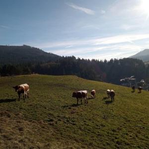 s'heimatgfühl