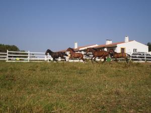 Séjour à la ferme SeteQuintas C.P. 5760 Sobralinho 7630-673 Zambujeira do Mar Alentejo