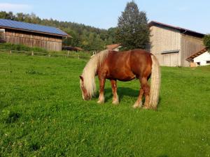 Séjour à la ferme Urlaub auf dem Haberlhof 16 Böhmackerstraße 93470 Lohberg Bavière
