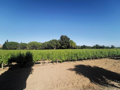 Séjour au calme au milieu des vignes Loupian france