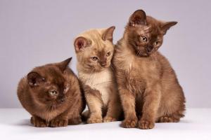 1 Zi Wohngemeinschaft fuer anspruchslose RUCKSACKTOURISTEN Getraenke & Essen & Wifi frei - Andi & 3 Cats nicht im Zi - fuer 3 Erw & konservative ungeeignet - nur deutsch englisch sprachig - sie werden evtl gern kostenlos bekocht - Hausabriss 31 11