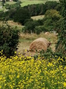 Chambre campagne uxelloise