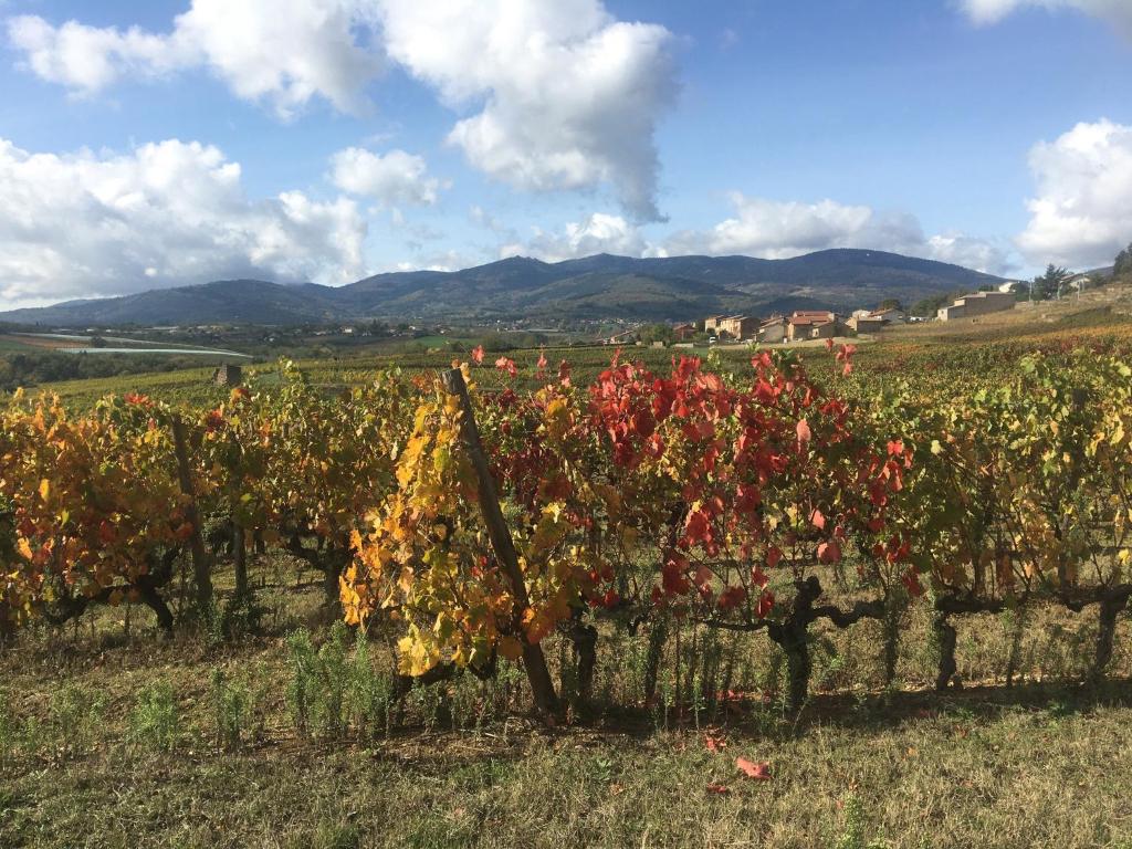 Chambre spacieuse Le clos des vignes La Ribaudy, 42410 Chavanay