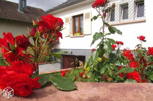 Colmar , Séjour calme chez l'habitant