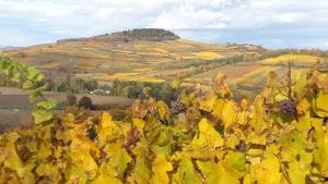 ENTRE VIGNES ET CAMPAGNE
