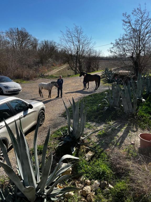 Séjour chez l'habitant L’Aubergerie Vieux Lastours 11110 Coursan