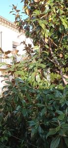 Séjour chez l'habitant Les chambres du magnolia 42 Rue d'Aniane 34800 Canet Languedoc-Roussillon