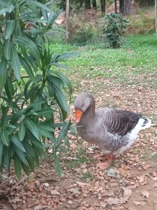 Séjour chez l'habitant Roulotte bohémienne La grande métairie 24250 Groléjac Aquitaine