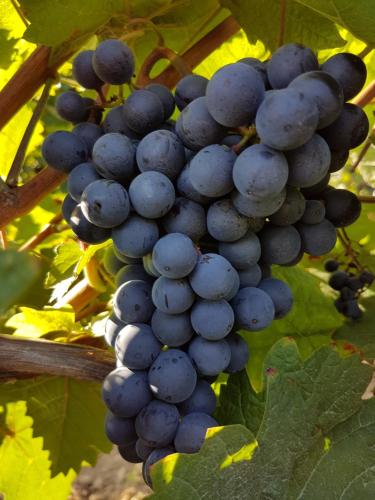 Weingut & Gästehaus Nagel