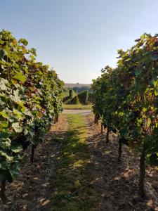 Séjour chez l'habitant Weingut & Gästehaus Nagel Obere Hauptstraße 25 76889 Kapellen-Drusweiler Rhénanie-Palatinat