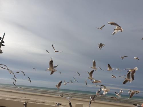 SEKAI NO YANE (Le Toit du Monde) Fort-Mahon-Plage france