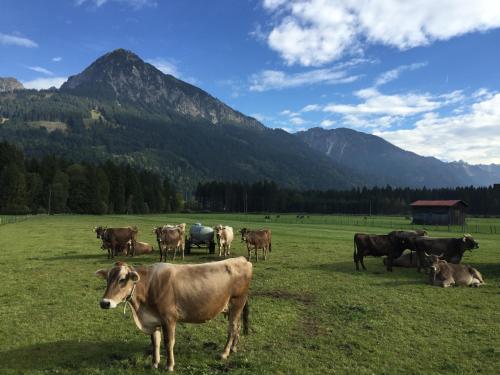 Steinbock Bed & Breakfast Fischen im Allgäu allemagne