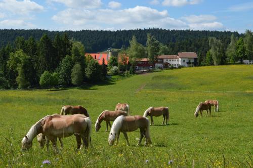 Sternenhof Loßburg allemagne