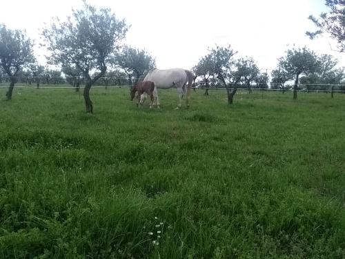 Studio indépendant dans Ferme Equestre Aups france