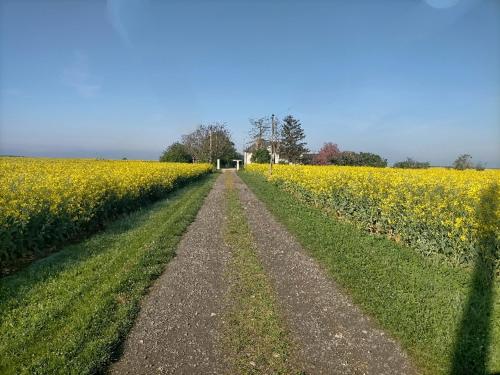 studio ''tulipe'' dans le Berry Les Bordes france