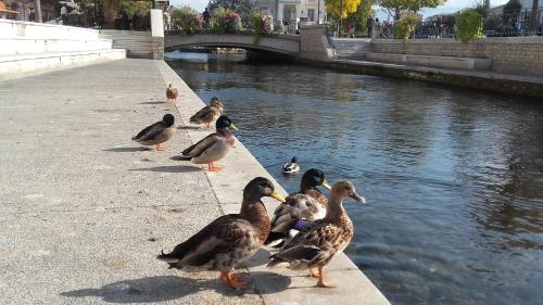 SWEET PROVENCE BIS LʼIsle-sur-la-Sorgue france