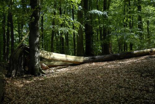 Tauchbasis Stechlin Stechlin allemagne