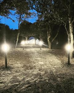 Bulle au milieu de la forêt face au mont Ventoux