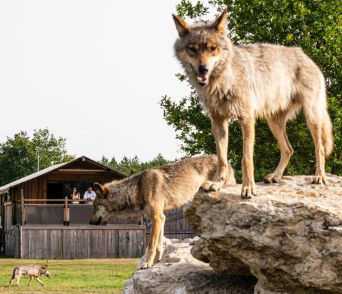 Rendez-Vous en Terre Animale