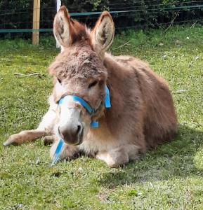 Tipi avec animaux pour famille nature