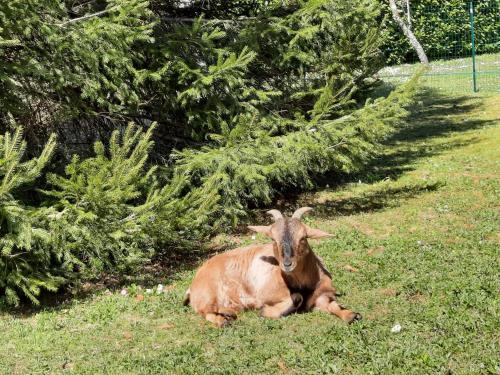 Tipi avec animaux pour famille nature