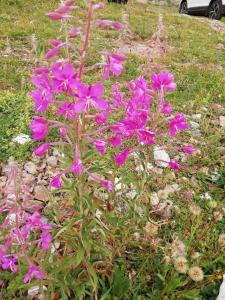 Tipi dans beau jardin