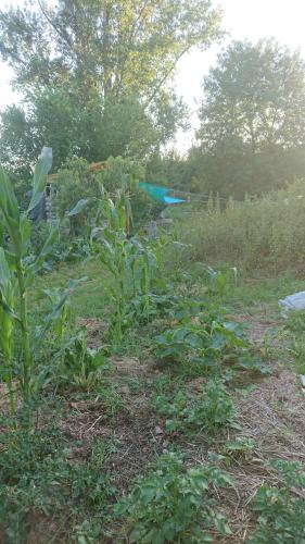 Camping Tente en permaculture pirate 3 route des Galinoux Creysse