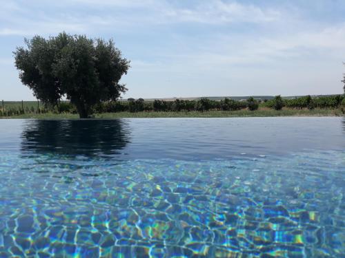 Séjour à la ferme Terras - Agroturismo & Vinhos Monte dos Ourives Beja