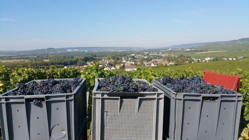 B&B / Chambre d'hôtes Terres Jaunes 1 Bis Avenue Pierre Dubois Avenay-Val-dʼOr