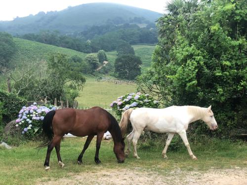 Maison de vacances Un écrin dans la nature 180 Berindoagako Bidea Espelette