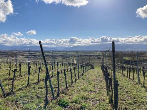 Appartement Urlaub auf dem Winzerhof 6 Langgasse Merdingen