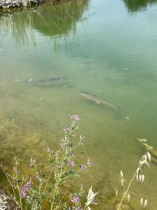 Aux chants des grenouilles