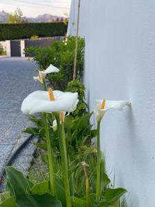Villa Care House - Gerês 27 Rua das Veigas 4850-212 Cela Région Nord