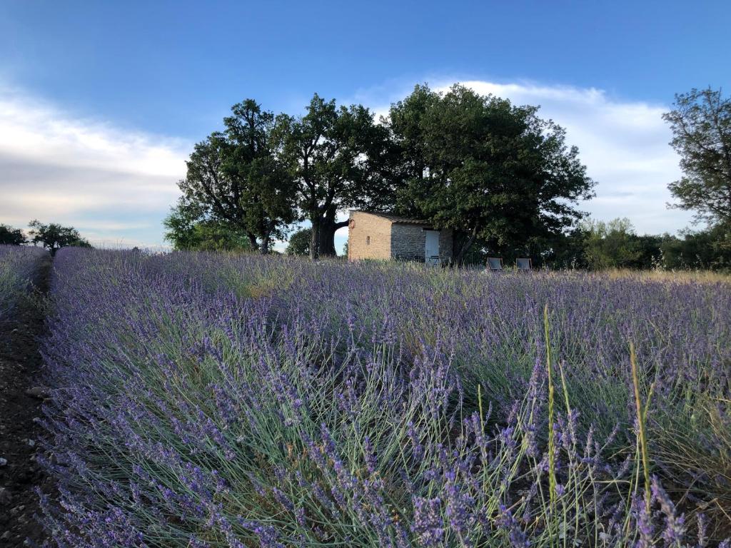 casAlice country house 3420-168 Alvoeira
