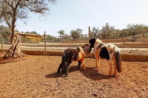 Villa Cozy Luxury big Pool Villa & childrens Zoo Rua Canais de Tunes 8365-231 Tunes Algarve