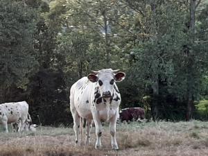 DOMAINE DE LA BUTTE GITE ET ROULOTTE pour 10 personnes