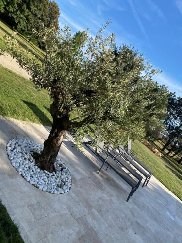Domaine des Oliviers