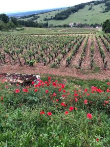 Gite du Domaine LEMONDE