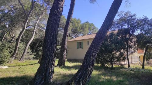House haven of peace in the pine forest