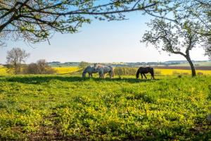Le cerf de Forterre