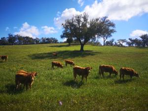 Monte Bandarro Novo, Country House