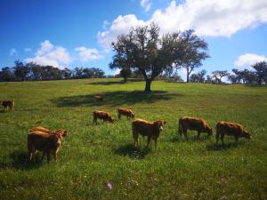 Villa Monte Bandarro Novo, Country House EN262, S/N 7555-211 Cercal Alentejo