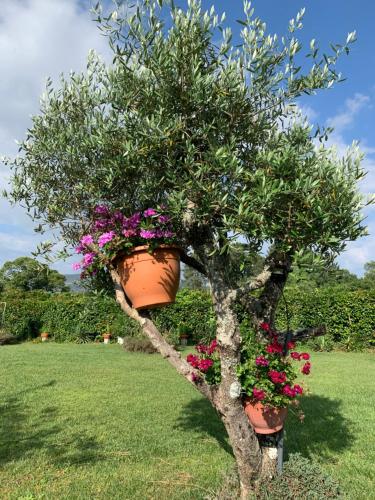 Quinta do Pinheiral