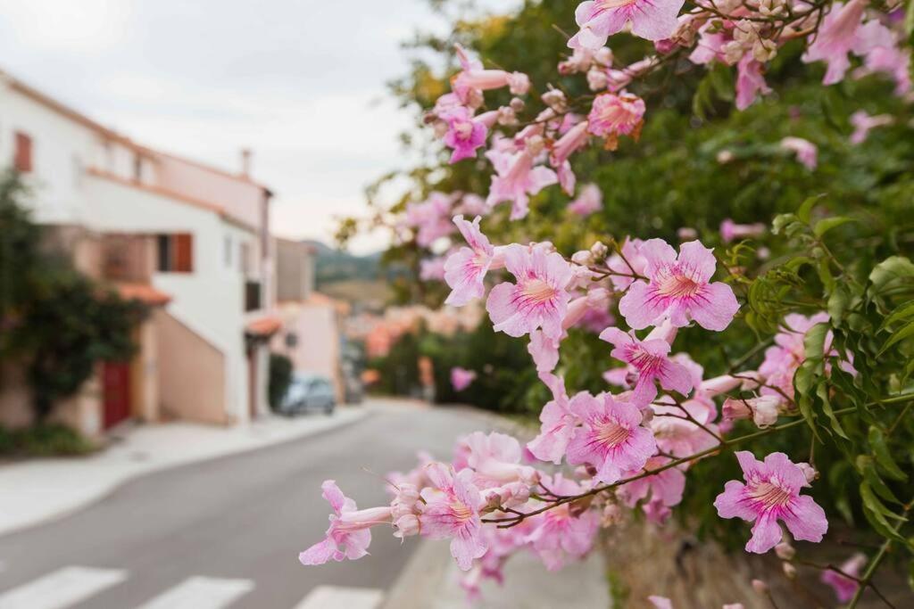 Villa Regina's Banyuls - Les Hibiscus 10 Rue Pierre Loti 66650 Banyuls-sur-Mer