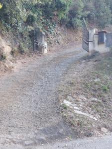 Ribellu
